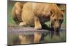 Lioness Drinking Along Khwai River-null-Mounted Photographic Print