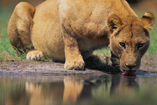 Premium Photographic Print, , large