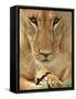 Lioness Eating a Turtle-Joe McDonald-Framed Stretched Canvas