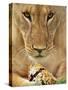 Lioness Eating a Turtle-Joe McDonald-Stretched Canvas