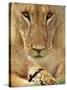 Lioness Eating a Turtle-Joe McDonald-Stretched Canvas