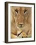 Lioness Eating a Turtle-Joe McDonald-Framed Photographic Print