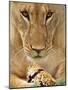 Lioness Eating a Turtle-Joe McDonald-Mounted Photographic Print