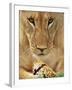 Lioness Eating a Turtle-Joe McDonald-Framed Photographic Print