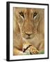 Lioness Eating a Turtle-Joe McDonald-Framed Photographic Print