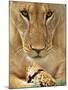 Lioness Eating a Turtle-Joe McDonald-Mounted Photographic Print