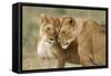 Lioness Greeting-null-Framed Stretched Canvas