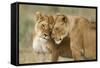 Lioness Greeting-null-Framed Stretched Canvas