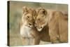 Lioness Greeting-null-Stretched Canvas