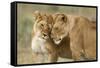 Lioness Greeting-null-Framed Stretched Canvas