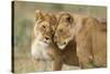 Lioness Greeting-null-Stretched Canvas