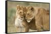 Lioness Greeting-null-Framed Stretched Canvas