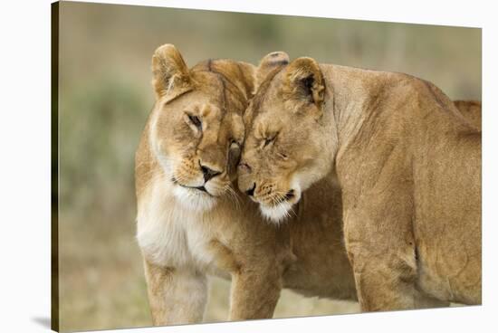 Lioness Greeting-null-Stretched Canvas