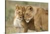 Lioness Greeting-null-Stretched Canvas