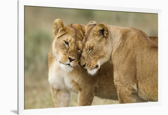 Lioness Greeting-null-Framed Photographic Print