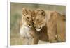 Lioness Greeting-null-Framed Photographic Print