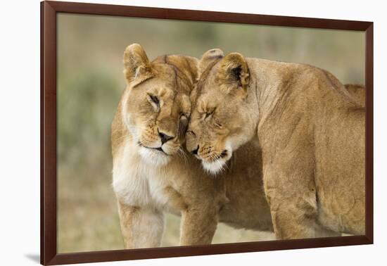 Lioness Greeting-null-Framed Photographic Print