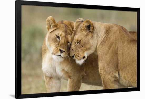 Lioness Greeting-null-Framed Photographic Print