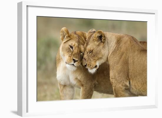 Lioness Greeting-null-Framed Photographic Print