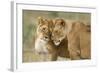 Lioness Greeting-null-Framed Photographic Print