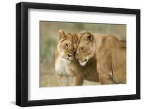 Lioness Greeting-null-Framed Photographic Print