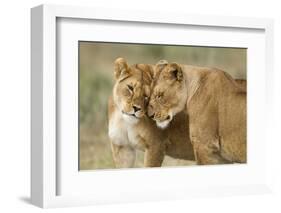 Lioness Greeting-null-Framed Photographic Print