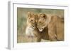 Lioness Greeting-null-Framed Photographic Print