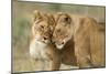 Lioness Greeting-null-Mounted Photographic Print