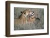 Lioness Grooming Young Male Lion-Paul Souders-Framed Photographic Print