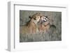 Lioness Grooming Young Male Lion-Paul Souders-Framed Photographic Print