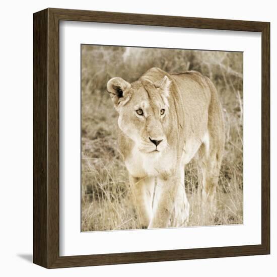 Lioness in Kenya-Susan Bryant-Framed Art Print