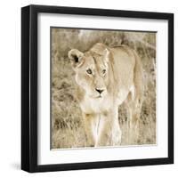 Lioness in Kenya-Susan Bryant-Framed Art Print