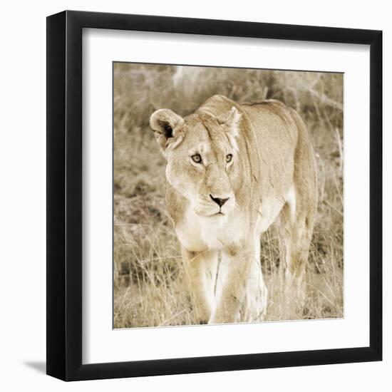 Lioness in Kenya-Susan Bryant-Framed Art Print