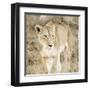 Lioness in Kenya-Susan Bryant-Framed Art Print