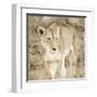 Lioness in Kenya-Susan Bryant-Framed Art Print