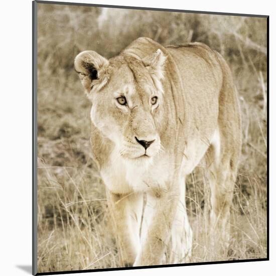 Lioness in Kenya-Susan Bryant-Mounted Art Print