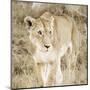 Lioness in Kenya-Susan Bryant-Mounted Art Print