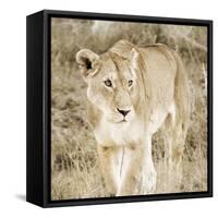 Lioness in Kenya-Susan Bryant-Framed Stretched Canvas