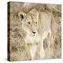 Lioness in Kenya-Susan Bryant-Stretched Canvas