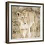 Lioness in Kenya-Susan Bryant-Framed Art Print
