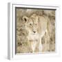 Lioness in Kenya-Susan Bryant-Framed Art Print