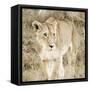 Lioness in Kenya-Susan Bryant-Framed Stretched Canvas