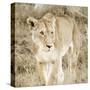 Lioness in Kenya-Susan Bryant-Stretched Canvas