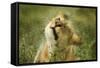 Lioness in the Rain-null-Framed Stretched Canvas