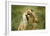 Lioness in the Rain-null-Framed Photographic Print