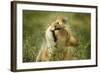 Lioness in the Rain-null-Framed Photographic Print