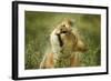 Lioness in the Rain-null-Framed Photographic Print