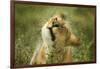 Lioness in the Rain-null-Framed Photographic Print