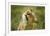 Lioness in the Rain-null-Framed Photographic Print