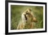 Lioness in the Rain-null-Framed Photographic Print